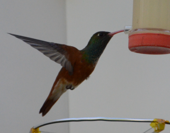 hummingbird.png