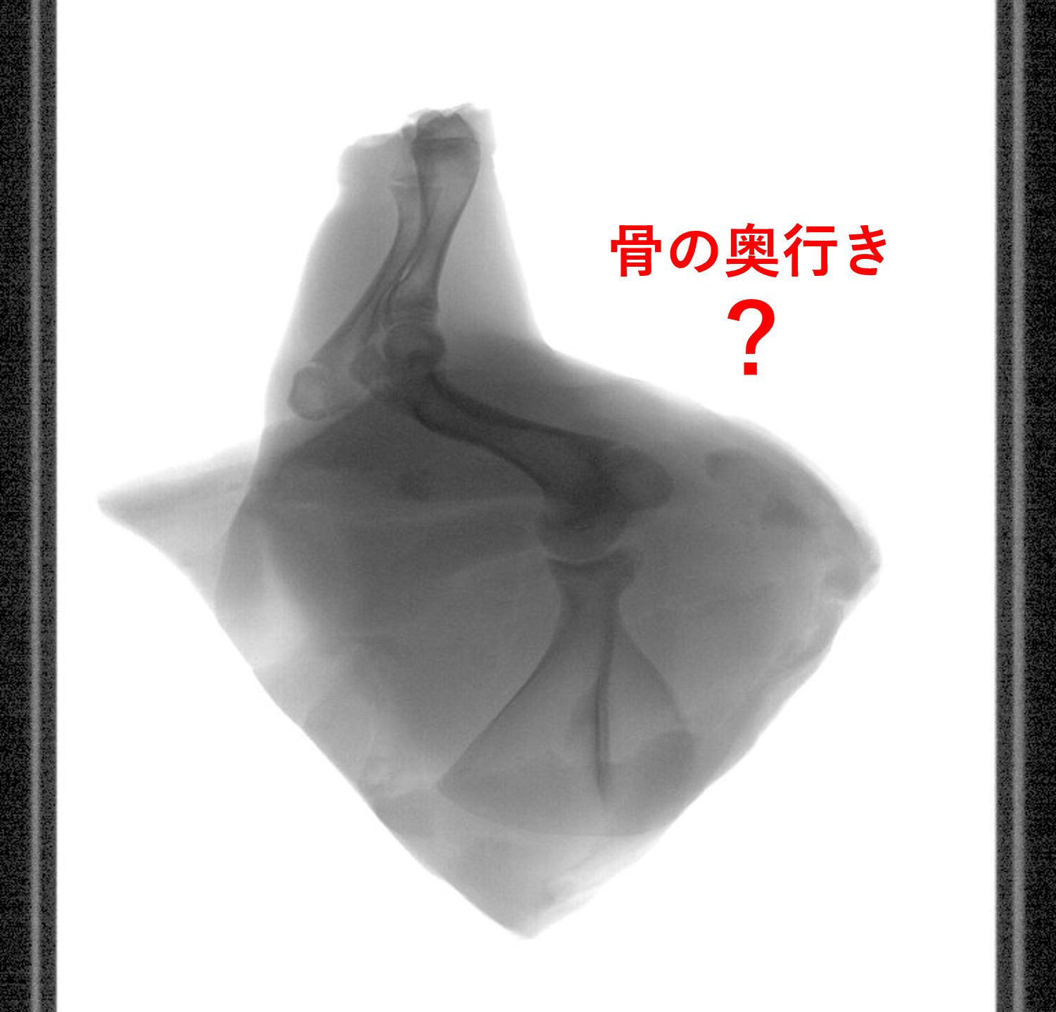 bonemodel01